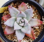 Ешеверия (Echeveria mexican giant)