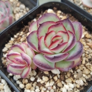 Ешеверия (Echeveria Mexican Pulidonis)