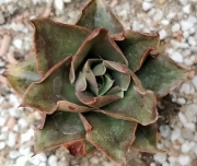 Ешеверия (Echeveria minigosaung)