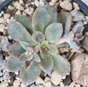 Ешеверия (Echeveria mucronata)