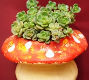 Ешеверия (Echeveria multicaulis)