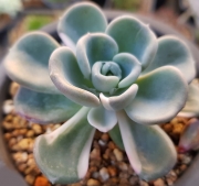 Ешеверия (Echeveria Orpet 올펫금)