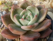 Ешеверия (ECHEVERIA PINK CHAMPAGNE)