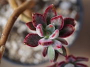 Ешеверия (Echeveria pulvinata oliver)