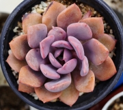 Ешеверия (Echeveria Purple Rain)