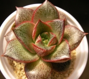 Ешеверия (Echeveria purpusorum)