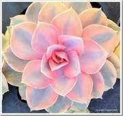 Ешеверия (Echeveria Rainbow)