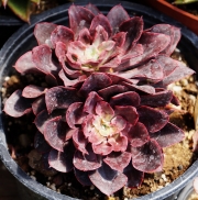 Ешеверия (Echeveria Red Prince, Echeveria Painted Frills)