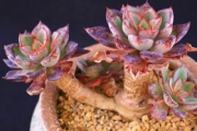 Ешеверия (Echeveria riga)