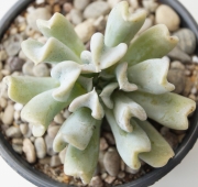 Ешеверия (Echeveria runyonii cv. Topsy Turvy)