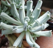 Ешеверия (Echeveria runyonii cv. Topsy Turvy)