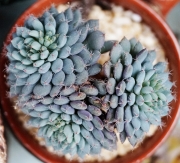 Ешеверия (Echeveria setosa var. deminuta cv. Rundelli)