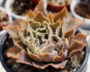 Ешеверия (Echeveria Simulans)