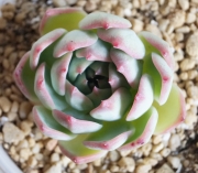 Ешеверия (Echeveria sp)