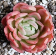 Ешеверия (Echeveria sp)