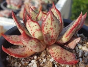 Ешеверия (Echeveria strictiflora v nova, 스트릭트플로라 sp)