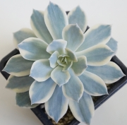 Ешеверия (Echeveria subsessilis f. variegata)