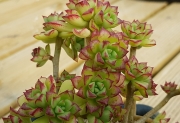 Ешеверия (Echeveria supia 酥皮鸭合并)