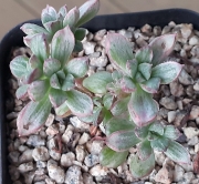 Ешеверия (Echeveria supia 酥皮鸭錦 自然群生)