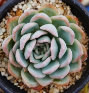 Ешеверия (Echeveria Suryun)