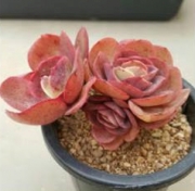 Ешеверия (Echeveria Suyon)