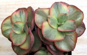 Ешеверия (ECHEVERIA SUYON VARIEGATED)