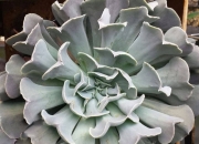 Ешеверия (Echeveria Swan Lake)