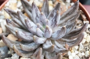 Ешеверия (Echeveria unguiculata)
