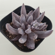 Ешеверия (Echeveria unguiculata)