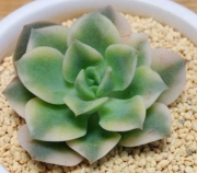 Ешеверия (Echeveria variegated Nicsana エケベリア ニクサーナ錦)