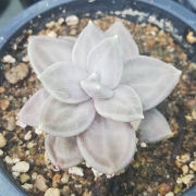 Ешеверия (Echeveria xichuensis)