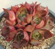 Ешеверия (Echeveria Yangjin)
