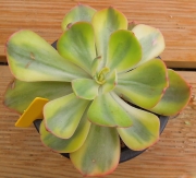 Ешеверия (Echeveria Blue Waves variegated, 앙팡금)