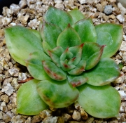 Ешеверия (Echeveria, 이브금)