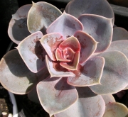 Ешеверия, малка (Echeveria)