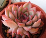 Ешеверия Мебина (Echeveria Mebina)