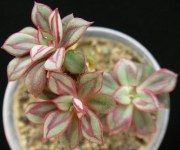 Ешеверия нодулоза (Echeveria nodulosa)