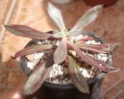 Ешеверия нодулоза (Echeveria nodulosa)