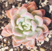 Ешеверия пахиверия (Echeveria Pachyveria sp)
