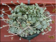 Ешеверия пролифера (Echeveria prolifera)