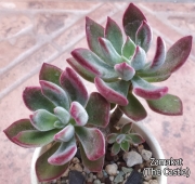 Ешеверия пулвината Руби (Echeveria pulvinata Ruby)