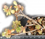 Ешеверия сп (Echeveria sp)