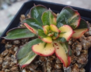 Ешеверия спектабилис (Echeveria spectabilis 스펙타빌리스금=구미무금)