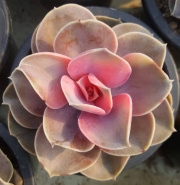Ешеверия западна дъга (Echeveria west rainbow)