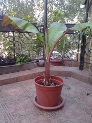 Етиопски червен банан Маурелий (Musa Ensete ventricosum Maurelii Red banana Abyssinian banana)