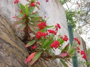 Еуфорбиа, Христов венец, Исусовия венец (Euphorbia millii)