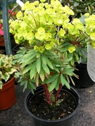 Еуфорбия (Euphorbia)