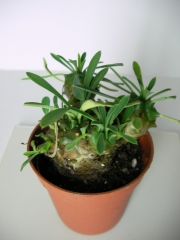 Еуфорбия (Euphorbia)