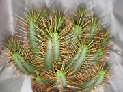 Еуфорбия (Euphorbia)