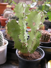 Еуфорбия (Euphorbia Grandicornis)